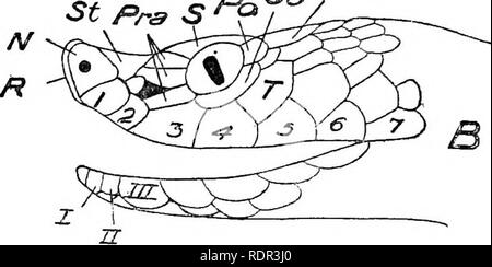 . Les serpents terrestres venimeux de nos British Indian dominions, y compris de Ceylan, et comment les reconnaître ; avec des symptômes de l'empoisonnement et snake le traitement. Les serpents, les serpents. . Veuillez noter que ces images sont extraites de la page numérisée des images qui peuvent avoir été retouchées numériquement pour plus de lisibilité - coloration et l'aspect de ces illustrations ne peut pas parfaitement ressembler à l'œuvre originale.. Mur, Frank, 1868-. Bombay, Bombay Natural History Society Banque D'Images