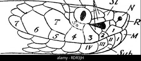 . Les serpents terrestres venimeux de nos British Indian dominions, y compris de Ceylan, et comment les reconnaître ; avec des symptômes de l'empoisonnement et snake le traitement. Les serpents, les serpents. Pa S B. Sous l'IFP. Veuillez noter que ces images sont extraites de la page numérisée des images qui peuvent avoir été retouchées numériquement pour plus de lisibilité - coloration et l'aspect de ces illustrations ne peut pas parfaitement ressembler à l'œuvre originale.. Mur, Frank, 1868-. Bombay, Bombay Natural History Society Banque D'Images