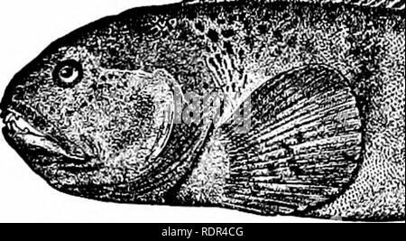 . Les poissons. Les poissons. Le Blenniids 727 Blennies : tête cuboïde. Le wrymouth maculatiis ou ghostfish, Cryptacanthodes, est souvent pris de Long Island vers le nord. Il est généralement de couleur sombre, mais parfois blanc pur. D'autres genres sont trouvés dans le Pacifique nord. Le Loup, poissons : des Anarhichadidae.-l'{Anarhi poissons-loups- chadidm) sont grandes blennies des mers du nord, remarquables pour leurs dents solides. Ceux qui sont en face sont des canines coniques. Ceux qui sont derrière les molaires. La nageoire dorsale est haute, d'épines souples.. . ?*, N" &gt ;- .V N '.;A'0'f*-^ »»* Fig. 634-poisson-loup, Anarhichas lupus (L.) Banque D'Images