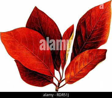 . La plantation d'arbres sur les voies publiques et dans les rues. La plantation d'arbres ; les routes. Je SASSAFRAS" NATU RAL TAILLE. PEPPERIDGE â f grandeur nature. Veuillez noter que ces images sont extraites de la page numérisée des images qui peuvent avoir été retouchées numériquement pour plus de lisibilité - coloration et l'aspect de ces illustrations ne peut pas parfaitement ressembler à l'œuvre originale.. Fox, William F. (William Freeman), 1840-1909. Albany, J. B. Lyon, imprimantes Banque D'Images