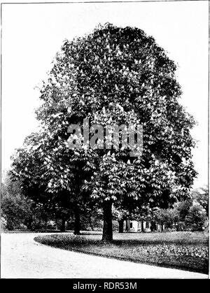 . La plantation d'arbres sur les voies publiques et dans les rues. La plantation d'arbres ; les routes. COLL JESSUP. No 2go. Le châtaignier commun. STROUGH. Le marronnier d'inde.. Veuillez noter que ces images sont extraites de la page numérisée des images qui peuvent avoir été retouchées numériquement pour plus de lisibilité - coloration et l'aspect de ces illustrations ne peut pas parfaitement ressembler à l'œuvre originale.. Fox, William F. (William Freeman), 1840-1909. Albany, J. B. Lyon, imprimantes Banque D'Images