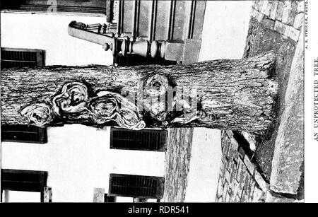 . La plantation d'arbres sur les voies publiques et dans les rues. La plantation d'arbres ; les routes. . Veuillez noter que ces images sont extraites de la page numérisée des images qui peuvent avoir été retouchées numériquement pour plus de lisibilité - coloration et l'aspect de ces illustrations ne peut pas parfaitement ressembler à l'œuvre originale.. Fox, William F. (William Freeman), 1840-1909. Albany, J. B. Lyon, imprimantes Banque D'Images