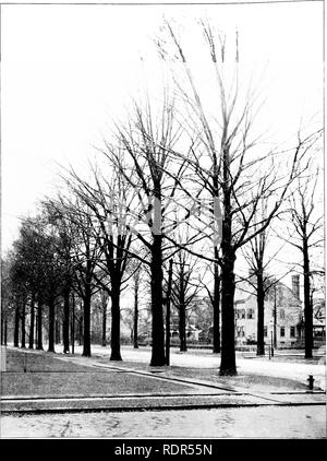 . La plantation d'arbres sur les voies publiques et dans les rues. La plantation d'arbres ; les routes. J. Y. Mc CLINTOCK, photo. Les chênes de rinçage. Borne de chênes.. Veuillez noter que ces images sont extraites de la page numérisée des images qui peuvent avoir été retouchées numériquement pour plus de lisibilité - coloration et l'aspect de ces illustrations ne peut pas parfaitement ressembler à l'œuvre originale.. Fox, William F. (William Freeman), 1840-1909. Albany, J. B. Lyon, imprimantes Banque D'Images