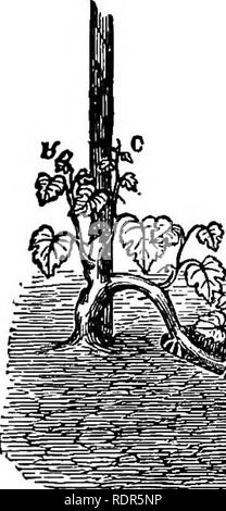 . La culture de fruits avec succès ; un guide pratique de la culture et de la propagation des fruits. La culture de fruits. PKOPAGATION D'ARBRES ET DE PLANTES 199 une bonne terre, qu'au cours de l'suramer formeront des racines à chaque noeud ou bourgeons, et à l'automne, nous aurons comme manj' plants avec racines comme il y a des pousses. Si, après la canne à sucre a été courbé vers le bas, seulement les bourgeons à l'extrémité de la canne et ceux près de la vigne démarrer, il peut être tordu vers le haut, lorsque les bourgeons sur le point le plus élevé va croître. Si l'une de ces nouvelles tiges croissent plus rapidement que les autres les extrémités doivent être pincée de façon à forcer la croissance dans les plus faibles.. Moyens Banque D'Images