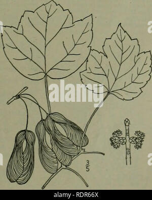. Une flore illustrée du nord des États-Unis, le Canada et les possessions britanniques : de Terre-Neuve jusqu'au parallèle de la limite sud de la Virginie et de l'océan Atlantique à l'ouest jusqu'à la 102e méridien. La botanique. 3. Acer stenocarpum Britton. Ligne xj à l'érable. Fig. 2806. Acer stenocarpum Br N. .. 647 arbres. 15 Un petit arbre, avec des feuilles semblables à celles de l'érable rouge, vert clair, fine, pâle en dessous, au-dessus de 3 ou 5 lobes-lobées. Fleurs rouge, ap- pearing avant les feuilles ; samaras sur de très fins pédicelles 2-3 pieds de long, linéaire, pas élargi au-dessus, environ 10" de long, ij"-2j&q Banque D'Images