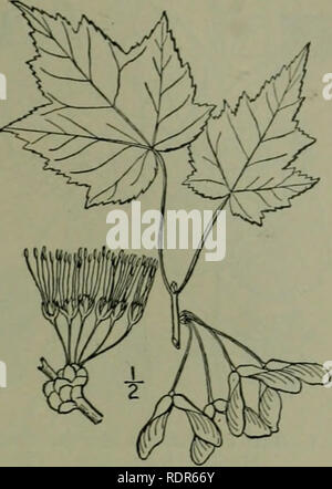 . Une flore illustrée du nord des États-Unis, le Canada et les possessions britanniques : de Terre-Neuve jusqu'au parallèle de la limite sud de la Virginie et de l'océan Atlantique à l'ouest jusqu'à la 102e méridien. La botanique. 3. Acer stenocarpum Britton. Ligne xj à l'érable. Fig. 2806. Acer stenocarpum Br N. .. 647 arbres. 15 Un petit arbre, avec des feuilles semblables à celles de l'érable rouge, vert clair, fine, pâle en dessous, au-dessus de 3 ou 5 lobes-lobées. Fleurs rouge, ap- pearing avant les feuilles ; samaras sur de très fins pédicelles 2-3 pieds de long, linéaire, pas élargi au-dessus, environ 10" de long, ij"-2j&q Banque D'Images
