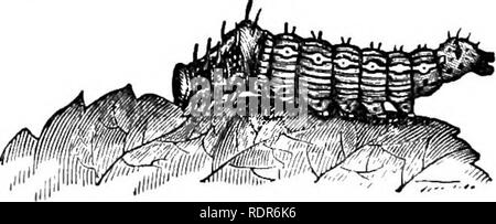 . Insectes nuisibles de la ferme et le jardin. Avec un chapitre sur les insectes utiles. Les insectes. INJUEIOUS 170 insectes connus sous le nom de " Stone-fruits", a-pêche, prune, cerise, etc ; un autre, la poire d'une sous-famille [Pomem), comprend l'Ap- ple, poire, Coing, etc., et ce n'est pas souvent que les in- sectes qui proie sur une sous-famille attaquer l'autre. Il y a encore un peu d'engraissement, qui sont préjudiciables à la quasi-totalité des arbres fruitiers, et il est difficile de classer les arbres selon les insectes dont elles se nourrissent. Les insectes qui suivent, alors qu'ils ont également nuire à la Apple, ne limitent pas themselve Banque D'Images