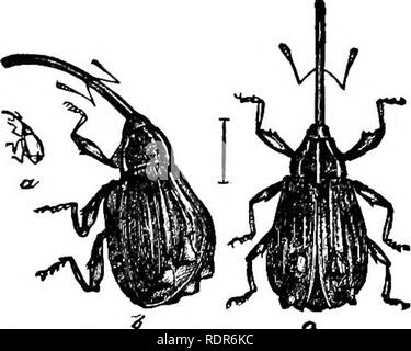 . Insectes nuisibles de la ferme et le jardin. Avec un chapitre sur les insectes utiles. Les insectes. De LA FERME ET GAEDEN. 165 L'APPLE la prune. {Anthonomus quadrigibbus, disons.). Certains ont déclaré que la politique commune de la Prune va également attaquer les jeunes pommes ; cependant c'est peut-être, il y a, dans plusieurs États de l'AVestern, et au Canada, un la prune qui est depuis longtemps le crabe indigènes infestés les pommes, et a, dans de nombreux cas, appris à préférer la superficie cultivée à l'fruits sauvages. Une comparaison de la cale sèche d'en- de cet insecte (fig. 106), avec celle de la donnée de la Prune, sur une autre page, à la fois sh Banque D'Images