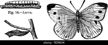 . Insectes nuisibles de la ferme et le jardin. Avec un chapitre sur les insectes utiles. Les insectes. Du 6ARDEK FAEM FERA APPEL ET. 23 membres que les chenilles ont été trouvés se nourrissant de Willow. La larve (fig 14) est un et un demi pouce de long ; vert pâle-, finement ponctué de noir ; une bande jaune sur le dos, et une rangée de taches jaunes le long de chaque côté, dans une ligne avec les trous de respiration. En Angleterre et autour de Québec, il a fait beaucoup de dommages à l'choux et autres Cruciferm (CRESS) de la famille, par Tsoring au cœur même de l'usine, au lieu d'être content avec le moins valu- mesure partie extérieure, un Banque D'Images