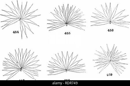 . Les moustiques de l'Amérique du Nord et en Amérique centrale et aux Antilles. Les moustiques. 453 461. 457 458. Veuillez noter que ces images sont extraites de la page numérisée des images qui peuvent avoir été retouchées numériquement pour plus de lisibilité - coloration et l'aspect de ces illustrations ne peut pas parfaitement ressembler à l'œuvre originale.. Howard, L. O. (Leland Ossian), 1857-1950 ; Dyar, G. Harrison Harrison (gris), 1866-1929, coauteur ; Knab, Frederick, 1865- coauteur. Washington, D. C. , Carnegie Institution of Washington Banque D'Images