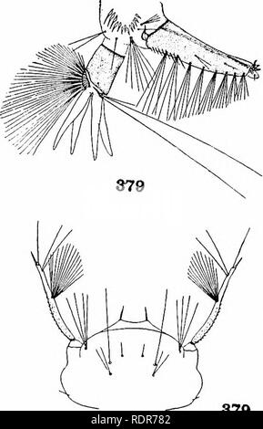 . Les moustiques de l'Amérique du Nord et en Amérique centrale et aux Antilles. Les moustiques. 378 378. Veuillez noter que ces images sont extraites de la page numérisée des images qui peuvent avoir été retouchées numériquement pour plus de lisibilité - coloration et l'aspect de ces illustrations ne peut pas parfaitement ressembler à l'œuvre originale.. Howard, L. O. (Leland Ossian), 1857-1950 ; Dyar, G. Harrison Harrison (gris), 1866-1929, coauteur ; Knab, Frederick, 1865- coauteur. Washington, D. C. , Carnegie Institution of Washington Banque D'Images