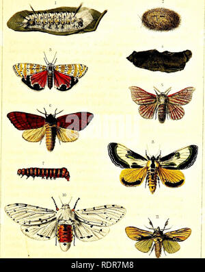 . Un traité sur les insectes nuisibles à la végétation . Les insectes nuisibles. •Cy/^rS ?. Veuillez noter que ces images sont extraites de la page numérisée des images qui peuvent avoir été retouchées numériquement pour plus de lisibilité - coloration et l'aspect de ces illustrations ne peut pas parfaitement ressembler à l'œuvre originale.. Harris, Thaddeus William, 1795-1856 ; le silex, Charles Louis, 1824-1889. Boston : William White, de l'imprimante à l'état Banque D'Images