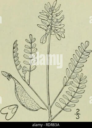 . Une flore illustrée du nord des États-Unis, le Canada et les possessions britanniques : de Terre-Neuve jusqu'au parallèle de la limite sud de la Virginie et de l'océan Atlantique à l'ouest jusqu'à la 102e méridien. La botanique. FABACEAE. 10. Astragalus alpinus L. Astragale alpin. Fig. 2543.. Astragalus alpinus L. sp. PI. 760. 1753. Phaca astragalina DC. Astrag. 64. 1S03. A. alpinus Brunetinus Fernald, le rhododendron du Canada 10 : gi. 1508. Ordre croissant ou décombantes, créée à partir de la base de 6-15 pieds de haut, légèrement pubescentes, ou glabres. Stipules ovales, folia- ceous, 2"-3" de long ; dépliants 13-25, ovales ou e Banque D'Images
