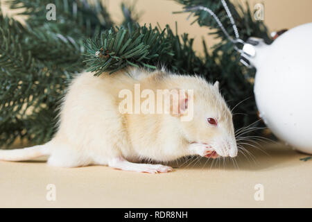 Le rat est un symbole de la nouvelle année 2020. Rat Race Husky décoratif est assis sur les branches d'un arbre de Noël artificiel Banque D'Images