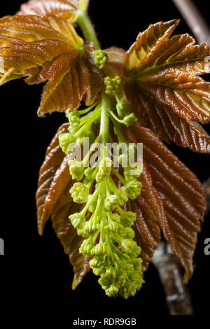 Fleurs non ouvert sur un sycomore, Acer pseudoplatanus, photographiés en studio sur un fond noir. Nord du Dorset England UK GO Banque D'Images