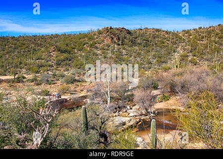 Sabino Canyon à Tucson, Arizona Banque D'Images