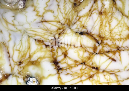 Résumé intéressant la photo artistique créé pendant un processus de cuisson gâteau bundt. Cette photo a du lait, du sirop et un peu de farine la création de lignes bouclés. Banque D'Images