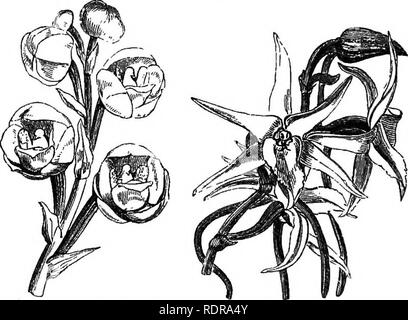 . Mon jardin, son plan et la culture en collaboration avec une description générale de sa géologie, de la botanique, et l'histoire naturelle. Le Jardinage. l ?'lG. 64Z,-Miltonia. Fig. 640.-O. Alexandriae. Fig. 641.-O. Phalsenopsis. Les Miltonias (fig. 642) donner de très fleurs exquises. Ils ne sont pas faciles à cultiver, et besoin de chaleur. Mes plantes n'ont pas fait très bien. Il y a une plante très appréciée par les Espagnols, qui l'appellent la colombe Orchid, ou Saint-esprit Orchid (Peristeria alata, fig. 643). Il pousse librement dans le concombre-chambre, et formes bulbes aussi grand qu'une Turquie's &amp;g^. De l'ampoule une ou deux tiges de fleurs- prends, Banque D'Images