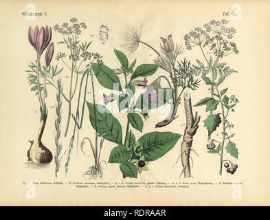 Plantes toxiques et toxiques, les infirmières de l'Illustration botanique Banque D'Images