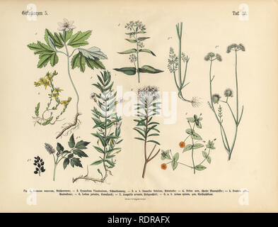 Plantes toxiques et toxiques, les infirmières de l'Illustration botanique Banque D'Images