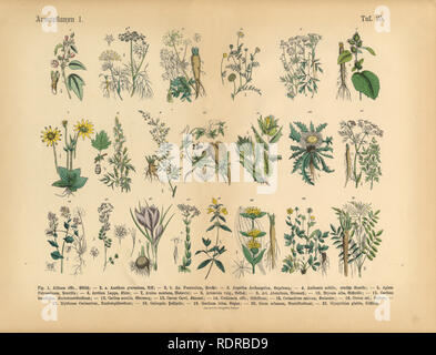 Les plantes médicinales et les plantes médicinales, les infirmières de l'Illustration botanique Banque D'Images