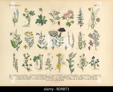 Les plantes médicinales et les plantes médicinales, les infirmières de l'Illustration botanique Banque D'Images