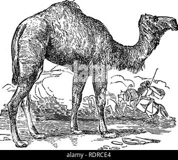 . L'histoire naturelle. Pour l'utilisation d'écoles et les familles. Zoologie. 104 NATUEAL L'HISTOIRE.. Fig. 89 ^l'Arabian CameL je vais. Le chameau d'Arabie a été appelée très appro- priately » le navire du désert." Il est particulièrement conçue à bien des égards pour voyager dans tout le vaste désert dans ce quart de la 'world. Ses larges Coussins élastiques sur ses pieds il afibrd une solide assise sur le sable. Les surfaces dures sur la poitrine et les membres de la défendre contre la chaleur du sable comme il prend son repos. L'oeil est protégé contre la lumière éclatante du soleil par un front qui pèsent sur comme un toit, et par c Banque D'Images