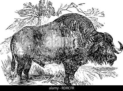 . L'histoire naturelle. Pour l'utilisation d'écoles et les familles. Zoologie. S2 NATUEAL L'HISTOIRE.. Fig. 70 Buffalo. d'Amérique du Nord. Les Indiens chassent eux avec la flèche et comment, montés sur des chevaux rapides de leur donner la chasse.. Veuillez noter que ces images sont extraites de la page numérisée des images qui peuvent avoir été retouchées numériquement pour plus de lisibilité - coloration et l'aspect de ces illustrations ne peut pas parfaitement ressembler à l'œuvre originale.. Hooker, Worthington, 1806-1867. New York, Harper & Brothers. Banque D'Images