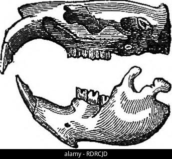 . L'histoire naturelle. Pour l'utilisation d'écoles et les familles. Zoologie. 70 NATtJEAL L'HISTOIRE.. Fig. 64-crâne de rongeur Animal. être nécessaires que pour le broyage ; chez le rat qu'ils sont soulevés par les points, il étant carnivores, tandis que dans la rongeurs herbivores qu'ils sont de vrais moulins, comme représenté dans Fig. 54. 116. L'bushiness de la queue est la caractéristique de la famille des écureuils. Ceci, lorsque distribués, est d'une certaine aide pour le saut- tion de ces animaux arboricoles, les guider et de les soutenir. Dans l'écureuil volant, fig. 55, il y a un ar- rangement similaire à celle de l'Flying Lemu Banque D'Images