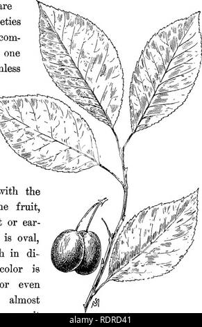 . Connaître les arbres et leurs feuilles . Les arbres. Les tilleuls, ETC. 51 ou sauvages du Canada le prunier sauvage, parfois appelé prune. Canada, de prune est un arbre épineux plutôt Primus Americana. ... -Ijiij ; inj. Â &gt ;,-. j : Â± Pruuas nigra. ^^* 1 Etat sauvage, d'  12 à dU teet élevé. Il y a des variétés améliorées SW-/"^^' 'Sih qui sont aussi com- mon, et d'un de ces ceux sans épines mon sketch de --^^^^^^-^ ^^. r les feuilles â ^^ F>un 'WA ^^^ est prise. L '^3>4'.- Débit blanc apparaissent au printemps, ers m direct- ly avant ou avec les feuilles, et le fruit, mûr en août ou septembre de l'oreille- ly, est ovale, environ un pouce je Banque D'Images