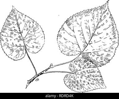 . Connaître les arbres et leurs feuilles . Les arbres. Les tilleuls, etc. (45) Pied en forme de coeur est une longue veine, à partir de laquelle quatre étendre ou ramification vivent ceux avec une courbe descendante. Cette pecuhar veinage sera plus facilement vu dans mon dessin de l'hnden's leaf. En ce qui concerne l'aspect des feuilles est con- cerné, il y a très peu de différence entre les espèces américaines et étrangères ; mais sa relative entre les arbres la différence est à la fois apparente.. Tilleul d'Europe. Le tilleul d'Europe {Tilia Eurc2)aea) est plus petit, pas souvent plus de 35 ou 40 pieds de haut ;* ses rameaux sont nu- * L'arbre en Eur Banque D'Images