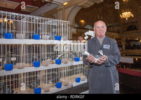 Blackpool, Lancashire. 19 Jan, 2019 au Royaume-Uni. Hans Heymans de Hollande avec son Kweekcentrum néerlandais 'Race' pigeon au pigeon voyageur britannique Show. Le pigeon de annuel show se tient à la salle d'exposition des jardins d'hiver ce week-end. Le plus grand rassemblement de Pigeon fanciers au Royaume-Uni a lieu en janvier de l'accueil jusqu'à 10 000 colombophiles sur l'événement de deux jours. /AlamyLiveNews MediaWorldImages Crédit : Banque D'Images