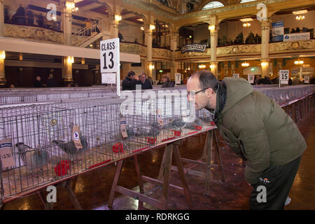 Blackpool, Lancashire. 19 Jan, 2019 au Royaume-Uni. Pigeon voyageur britannique Show. Le pigeon de annuel show se tient à la salle d'exposition des jardins d'hiver ce week-end. Le plus grand rassemblement de Pigeon fanciers au Royaume-Uni a lieu en janvier de l'accueil jusqu'à 10 000 colombophiles sur l'événement de deux jours. /AlamyLiveNews MediaWorldImages Crédit : Banque D'Images