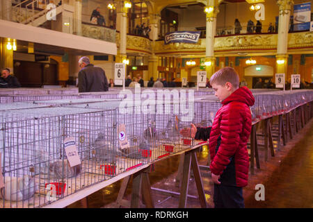 Blackpool, Lancashire. 19 Jan, 2019 au Royaume-Uni. Pigeon voyageur britannique Show. Riley Newall de Manchester au pigeon de annuel show, qui aura lieu à la salle d'exposition des jardins d'hiver cette semaine. Le plus grand rassemblement de Pigeon fanciers au Royaume-Uni a lieu en janvier de l'accueil jusqu'à 10 000 colombophiles sur l'événement de deux jours.. /AlamyLiveNews MediaWorldImages Crédit : Banque D'Images