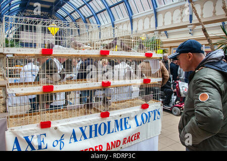 Blackpool, Lancashire. 19 Jan, 2019 au Royaume-Uni. Pigeon voyageur britannique Show. Le pigeon de annuel show se tient à la salle d'exposition des jardins d'hiver ce week-end. Le plus grand rassemblement de Pigeon fanciers au Royaume-Uni a lieu en janvier de l'accueil jusqu'à 10 000 colombophiles sur l'événement de deux jours.. MediaWorldImages AlamyLiveNews Crédit :/MediaWorldImages AlamyLiveNews/Crédit : Banque D'Images