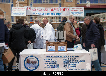 Blackpool, Lancashire. 19 Jan, 2019 au Royaume-Uni. Pigeon voyageur britannique Show. Le pigeon de annuel show se tient à la salle d'exposition des jardins d'hiver ce week-end. Le plus grand rassemblement de Pigeon fanciers au Royaume-Uni a lieu en janvier de l'accueil jusqu'à 10 000 colombophiles sur l'événement de deux jours.. MediaWorldImages AlamyLiveNews Crédit :/MediaWorldImages AlamyLiveNews/Crédit : Banque D'Images