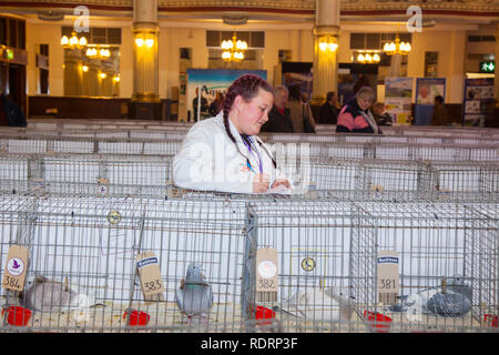 Blackpool, Lancashire. 19 Jan, 2019 au Royaume-Uni. Pigeon voyageur britannique Show. Le pigeon de annuel show se tient à la salle d'exposition des jardins d'hiver ce week-end. Le plus grand rassemblement de Pigeon fanciers au Royaume-Uni a lieu en janvier de l'accueil jusqu'à 10 000 colombophiles sur l'événement de deux jours.. MediaWorldImages AlamyLiveNews Crédit :/MediaWorldImages AlamyLiveNews/Crédit : Banque D'Images