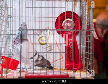 Blackpool, Lancashire. 19 Jan, 2019 au Royaume-Uni. La classe gagnante au pigeon voyageur Show. Le pigeon de annuel show se tient à la salle d'exposition des jardins d'hiver ce week-end. Le plus grand rassemblement de Pigeon fanciers au Royaume-Uni a lieu en janvier de l'accueil jusqu'à 10 000 colombophiles sur l'événement de deux jours.. MediaWorldImages AlamyLiveNews Crédit :/MediaWorldImages AlamyLiveNews/Crédit : Banque D'Images