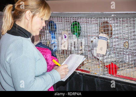 Blackpool, Lancashire. 19 Jan, 2019 au Royaume-Uni. La classe gagnante au pigeon voyageur Show. Le pigeon de annuel show se tient à la salle d'exposition des jardins d'hiver ce week-end. Le plus grand rassemblement de Pigeon fanciers au Royaume-Uni a lieu en janvier de l'accueil jusqu'à 10 000 colombophiles sur l'événement de deux jours.. MediaWorldImages AlamyLiveNews Crédit :/MediaWorldImages AlamyLiveNews/Crédit : Banque D'Images