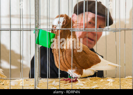 Blackpool, Lancashire. 19 Jan, 2019 au Royaume-Uni. Cepacaine plaqués pigeon à l'Pigeon voyageur britannique Show. Le pigeon de annuel show se tient à la salle d'exposition des jardins d'hiver ce week-end. Le plus grand rassemblement de Pigeon fanciers au Royaume-Uni a lieu en janvier de l'accueil jusqu'à 10 000 colombophiles sur l'événement de deux jours.. MediaWorldImages AlamyLiveNews Crédit :/MediaWorldImages AlamyLiveNews/Crédit : Banque D'Images