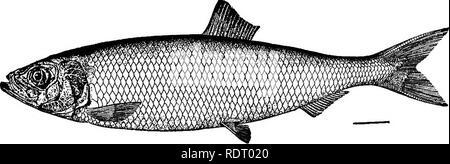 . Poissons américains ; un traité sur le jeu populaire et de l'alimentation des poissons d'Amérique du Nord, avec une référence particulière à des habitudes et modes de capture. Les poissons. Le HBRBING. Le hareng et ses alliés. Mais pourquoi, bon pêcheur, Suis je pensais que la viande pour vous, qui n'a jamais encore eu de pêche exprimés envers moi ? MiDDLETON et DeKKAR coupe PurSB : Moll, 161I. Entre les collines sombres de chaque côté la mer salée-loch est de un mille. Et aujourd'hui, sun-charmé à un sourire lumineux qui brille, sa mousse de marée. Mais lo 1 chaque vague à l'argent se transforme en feu éblouissant tout le loch burns. Des millions de harengs d'Io et splash dart chacun Banque D'Images