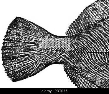 . Texte livre de zoologie des vertébrés. L'Anatomie Comparée, les vertébrés ; iv. ll f " Fig. 266. Pseuc «ronectes V jaune, ameri après Goode.. Veuillez noter que ces images sont extraites de la page numérisée des images qui peuvent avoir été retouchées numériquement pour plus de lisibilité - coloration et l'aspect de ces illustrations ne peut pas parfaitement ressembler à l'œuvre originale.. Kingsley, J. S. (John Sterling), 1854-1929. New York, H. Holt and Company Banque D'Images