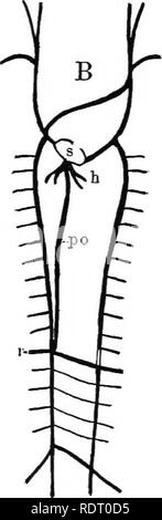 . Texte livre de zoologie des vertébrés. Les vertébrés ; anatomie, comparatif. . Veuillez noter que ces images sont extraites de la page numérisée des images qui peuvent avoir été retouchées numériquement pour plus de lisibilité - coloration et l'aspect de ces illustrations ne peut pas parfaitement ressembler à l'œuvre originale.. Kingsley, J. S. (John Sterling), 1854-1929. New York, H. Holt and Company Banque D'Images