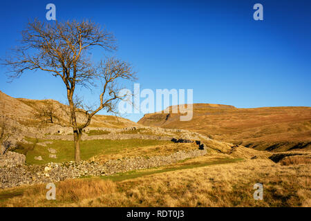 Ingleborough (723 m ou 2 372 pi) est la seconde plus haute montagne dans le Yorkshire Dales. C'est l'un des trois sommets du Yorkshire (les deux autres étant Pe. Banque D'Images