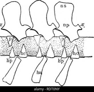 . Texte livre de zoologie des vertébrés. Les vertébrés ; anatomie, comparatif. 136 MORPHOLOGIE DES ORGANES DE VERTÉBRÉS. devenir directement converti en cartilage et, dans les formes supérieures, dans l'os ; mais le peu que nous savons du développement, avec les conditions qui se produisent dans l'ganoids et espe- ciall}- dans certains combustibles amphibia (stegocephali), il est probable qu'un corps vertébral ou centrum est plus compliqué qu'il n'était que l'on croyait être. La condition la plus compliquée est connue dans les combustibles Archegosaurus. Ici, il y a lieu sur la surface dorsale de la. Fig. 141. Diagramme du rhac Banque D'Images