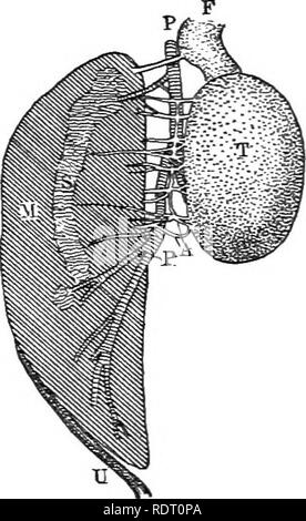 . Texte livre de zoologie des vertébrés. Les vertébrés ; anatomie, comparatif. 130 MORPHOLOGIE DES ORGAiXS de vertébrés. nexion avec les testicules. Sa direction s'anastomosent et tubules, et aussi se connecter -vec les canalicules séminifères, formant un réseau de conduits menant les spermatozoïdes dans l'extrémité antérieure de l'de Wolff. Cette tubules de plexus le testicule est plus proche de l'araignée, plus proche de l'air il forme le vasa efferentia. L'Wolff, par cette prise de fonctions de reproduction, est converti en un canal déférent, la partie antérieure de ce qui devient considérablement enroulé, cette por- tion d'être Banque D'Images