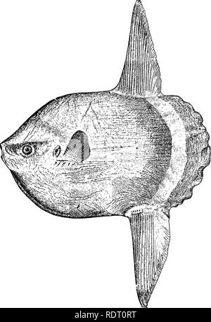 . Les poissons de Caroline du Nord . Les poissons. Catalogue SYSTÉMATIQUE DES POISSONS. 353 régulièrement comme nord lointain comme le Massachusetts et sur la côte du Pacifique à San Francisco. Il habite aussi la Méditerranée, et sur les rives de l'Europe de l'ouest n'est pas rare, l'écrivain d'avoir vu les spécimens échoués en Norvège au-delà du cercle arctique. L'espèce est généralement vu flotter ou nager à la surface avec la nageoire dorsale hors de l'eau ; et il peut être facilement approché et harponnés. Le poisson est probablement plus commun au large de la côte est de la Floride qu'ailleurs, mais n'est pas rare dans le sud du Massachusetts ; Banque D'Images