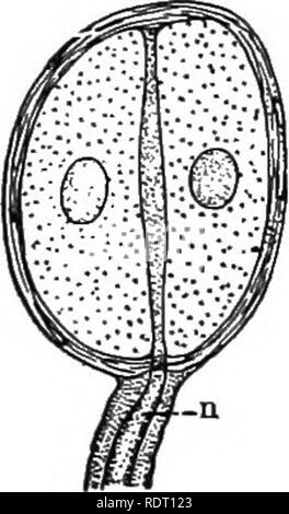 . Texte livre de zoologie des vertébrés. Les vertébrés ; anatomie, comparatif. Les organes des sens. 69. Fig. 70. Gran- de la sec, corpuscule après Bohm et Davidoff. k, vérin de l'axe du nerf.. Veuillez noter que ces images sont extraites de la page numérisée des images qui peuvent avoir été retouchées numériquement pour plus de lisibilité - coloration et l'aspect de ces illustrations ne peut pas parfaitement ressembler à l'œuvre originale.. Kingsley, J. S. (John Sterling), 1854-1929. New York, H. Holt and Company Banque D'Images