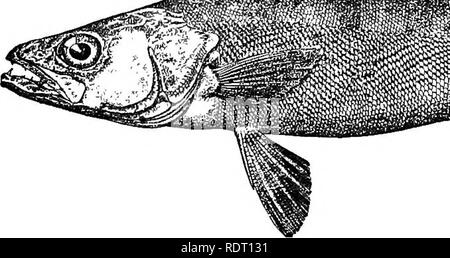 . Les poissons de Caroline du Nord . Les poissons. Catalogue SYSTÉMATIQUE DES POISSONS. 249 sur le lac Érié et ailleurs. Depuis les Grands Lacs, où il prend en charge des pêches de grande ampleur, elle s'étend vers l'Est jusqu'à New York et vers le sud jusqu'à la Caroline du Nord, la Géorgie et l'Alabama. En Caroline du Nord il a une distribution particulière, iavolving d'amont de la système du Mississippi et aussi certaines des rivières du versant atlantique. Le professeur Cope explique le compte de ses observations intéressantes de ce poisson dans la large rivière en 1869 : c'est plus important d'percoid^ Les eaux occidentales, parfois attainin Banque D'Images