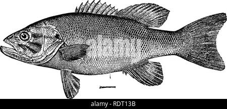 . Les poissons de Caroline du Nord . Les poissons. Catalogue SYSTÉMATIQUE DES POISSONS. 245 Caroline du nez le black bass est beaucoup moins bien réparties que l'espèce à grande bouche. Il est connu à partir de la rivière Neuse près de Raleigh, et petite rivière à Goldsboro, et de la rivière Swannanoa, près d'Asheville et Spring Creek à Hot Springs, dans l'ensemble des endroits où il est commun. Comme son général et la distribution locale l'indique, cette espèce préfère, plus claire et plus rapides d'eau que son congénère, et est un moins robuste mais plus gamy poisson. C'est l'un des meilleurs et des plus recherchés. poissons, un jeu américain Banque D'Images